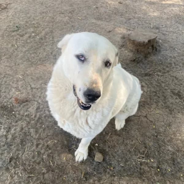 Zizel,  Mixed Breed for adoption at Nalas Friends, Ghent