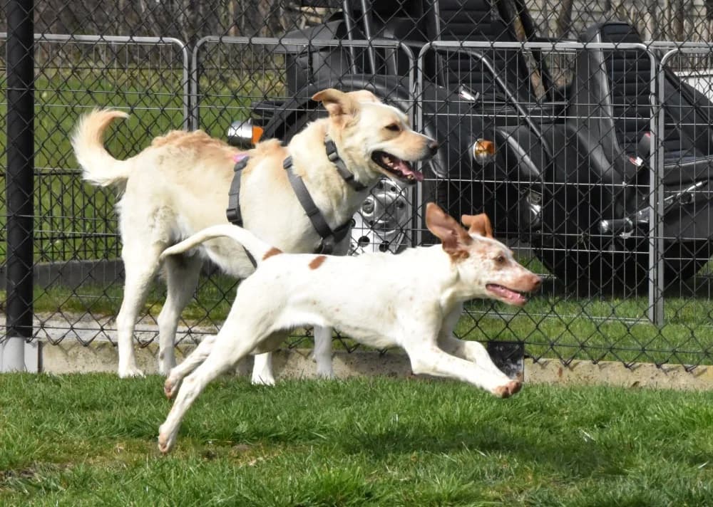 Pasha RP, in België! photo 6