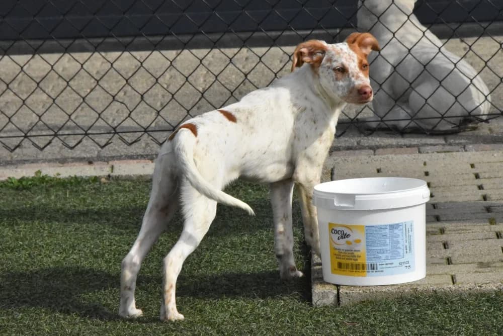 Pasha RP, in België! photo 7