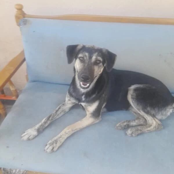 Caroline,  puppy Mixed Breed for adoption at Nalas Friends, Ghent
