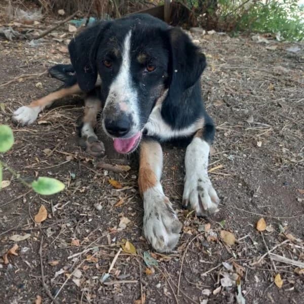 Sara,  puppy Mixed Breed for adoption at Nalas Friends, Ghent