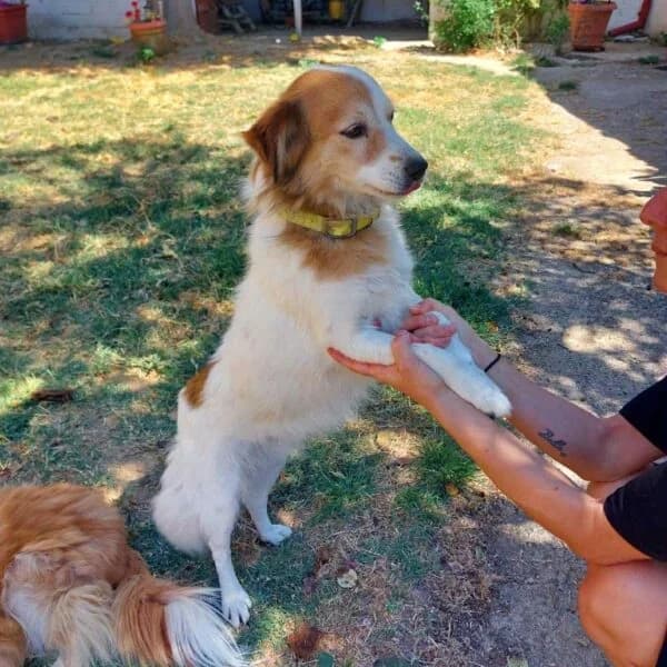 Stella,  puppy Mixed Breed for adoption at Nalas Friends, Ghent