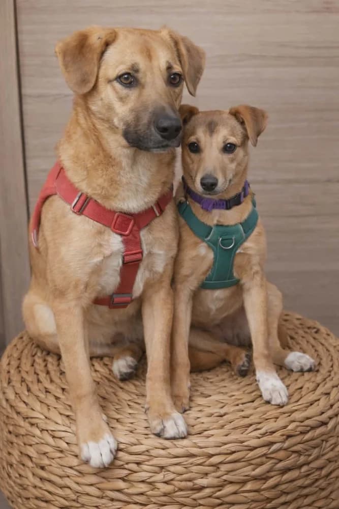 ❤️Abby❤️ – in België photo 5