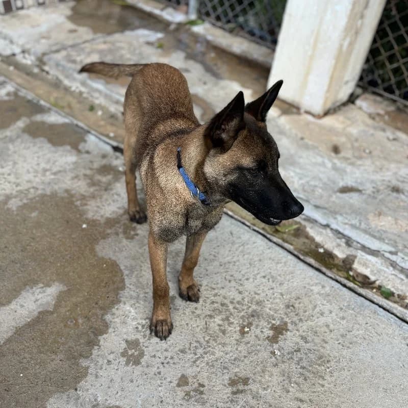 PEACHES 24396 photo 5