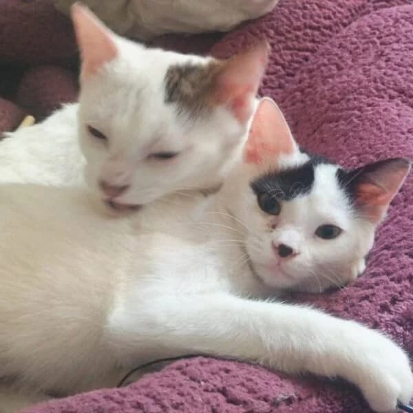 Whisker & Jill,  young Mixed Breed for adoption at Nalas Friends, Ghent