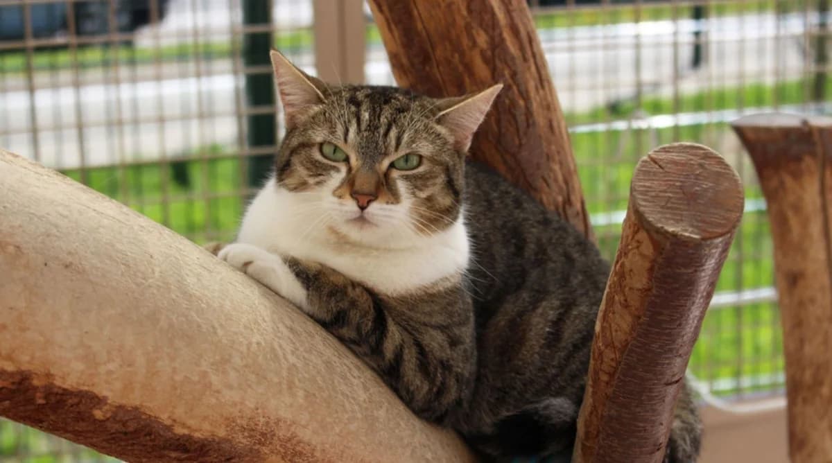 MOUSTY, female senior European Shorthair for adoption at Help Animals, Brussels