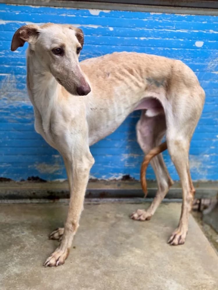 ZIRCON 24432 photo 4