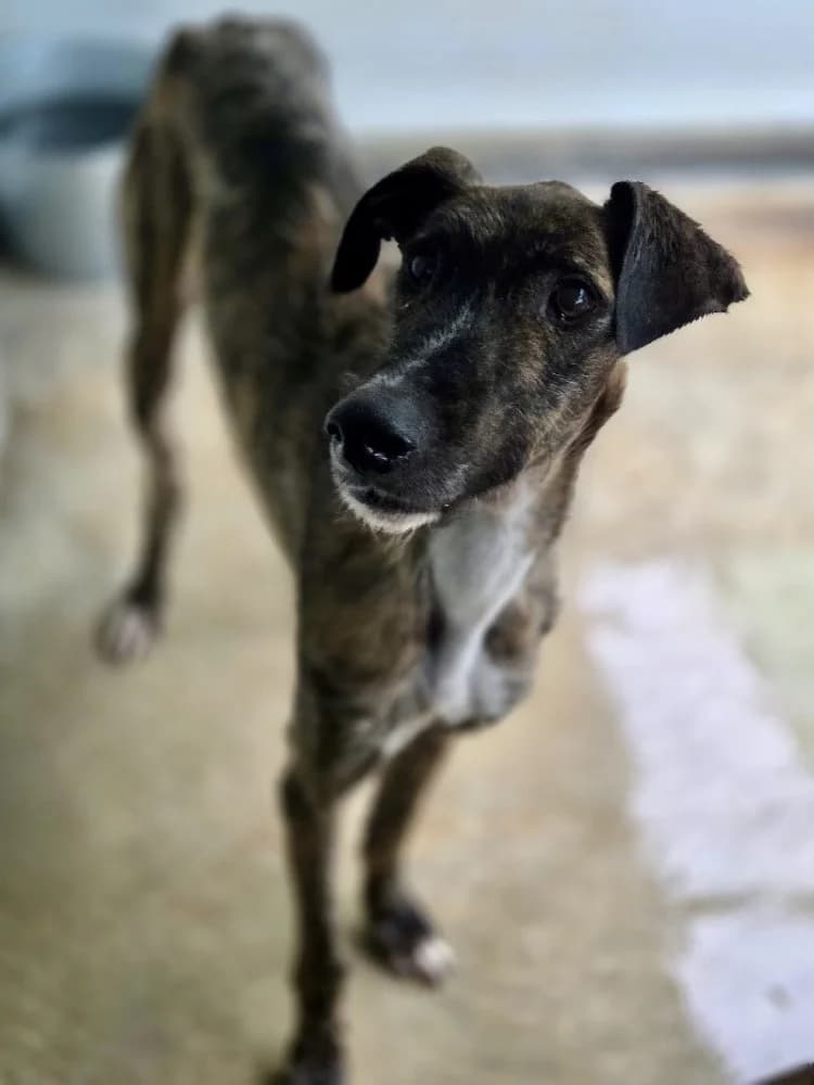 TABERNERO 24455 photo 6