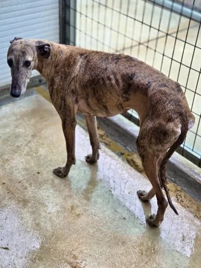 RELAMPAGO 24487 photo 3