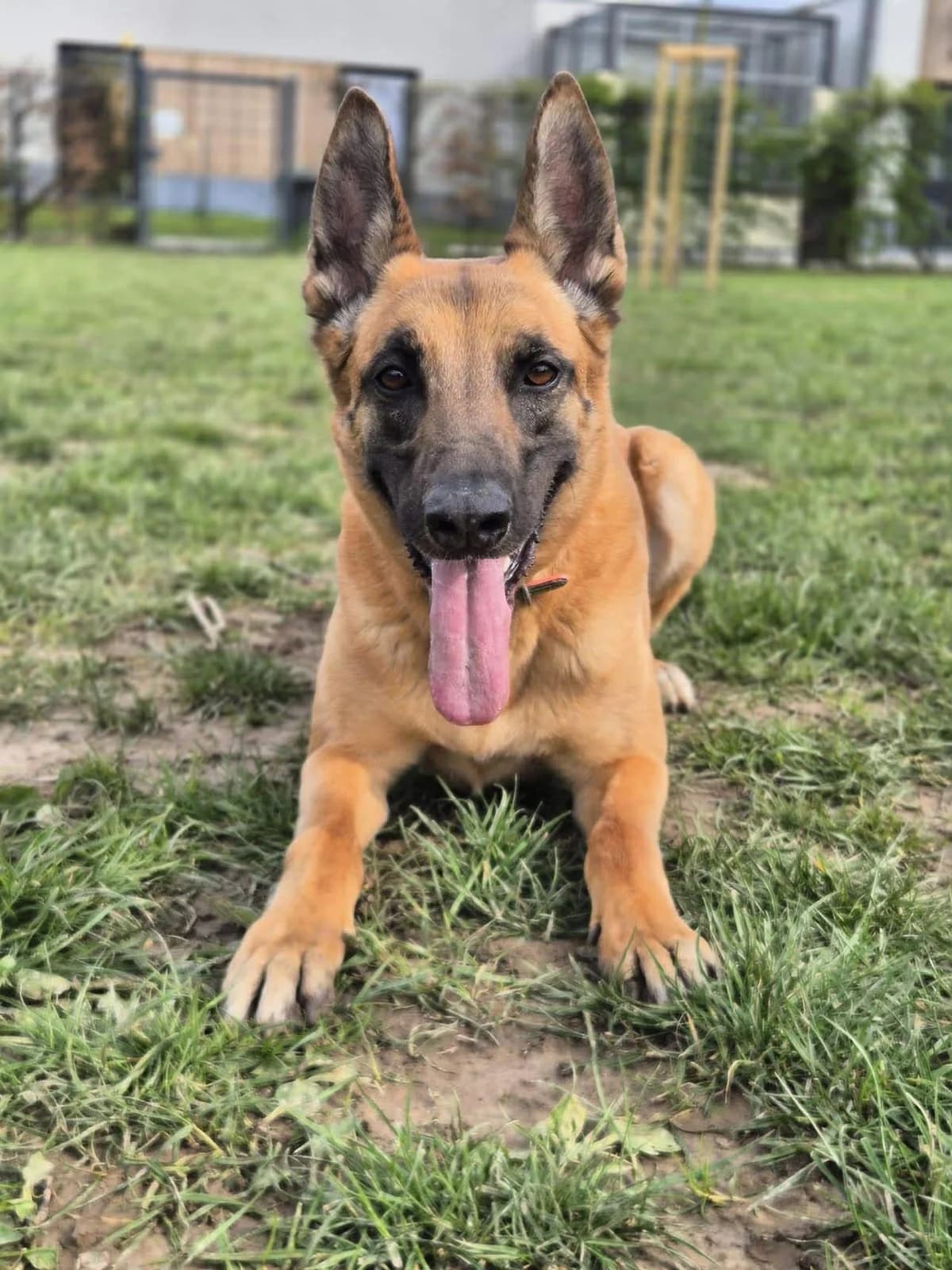 Yama, female 3yo Belgian Malinois for adoption at SRPA Veeweyde Brussels, Brussels