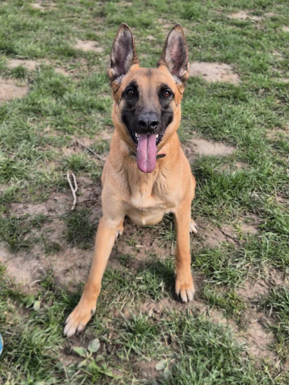 Yama, female 3yo Belgian Malinois for adoption at SRPA Veeweyde Brussels, Brussels