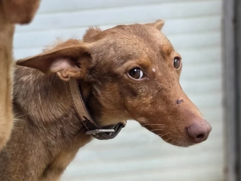 SANTIAGO 24468 photo 3