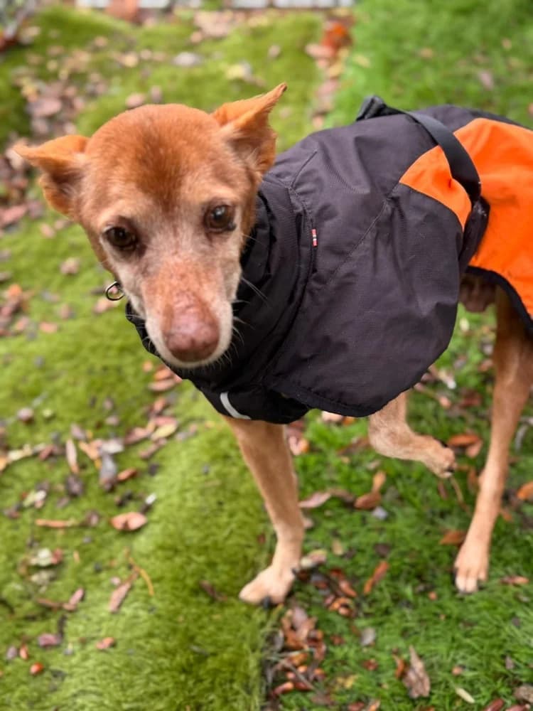 pepa BR senior photo 4