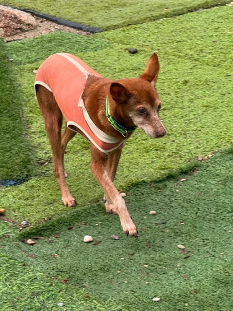 pepa BR senior photo 7