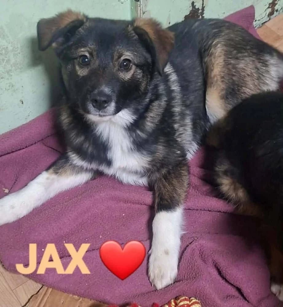 Jax photo 2