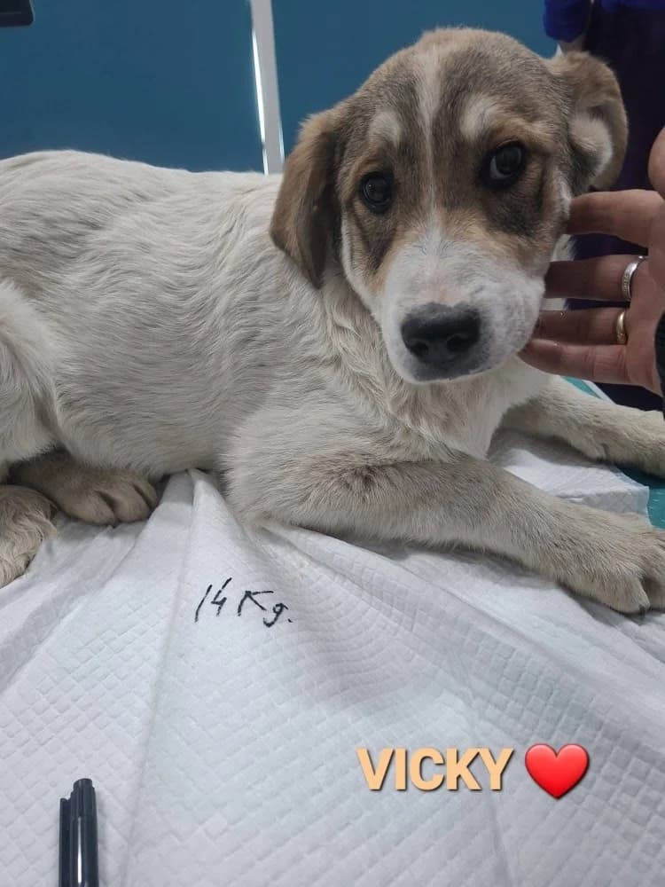 Vicky photo 7