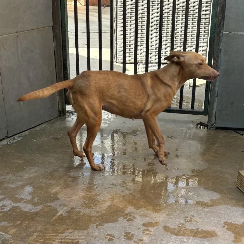 NUTALLITI 24480 photo 2