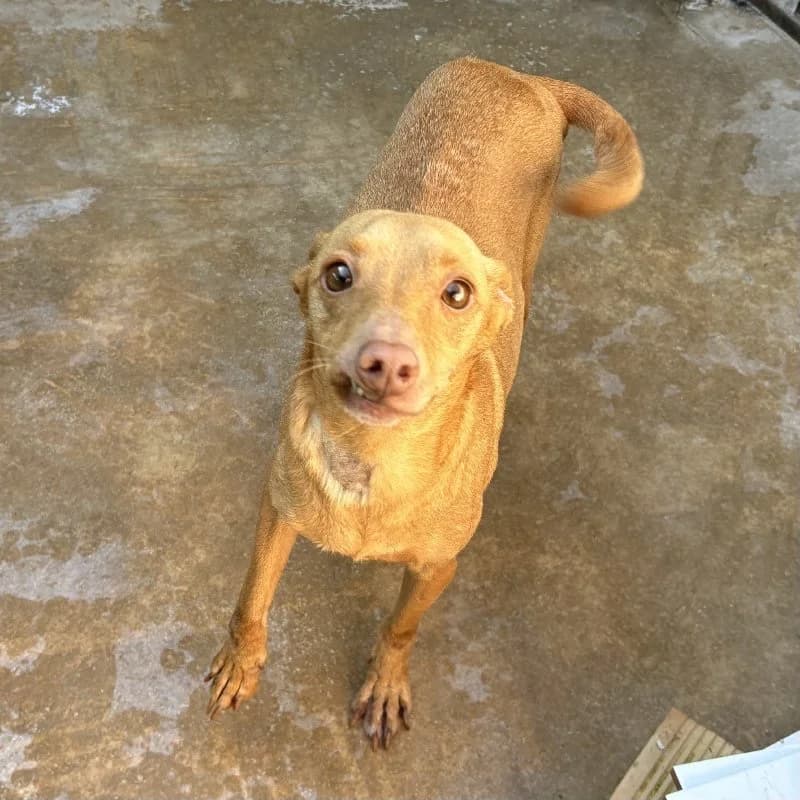 NUTALLITI 24480 photo 4