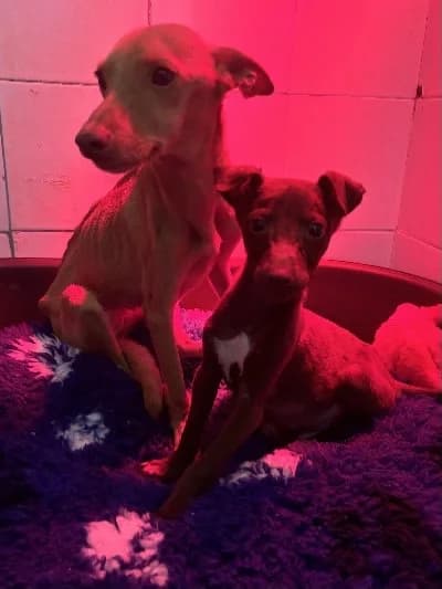 NUTALLITI 24480 photo 5