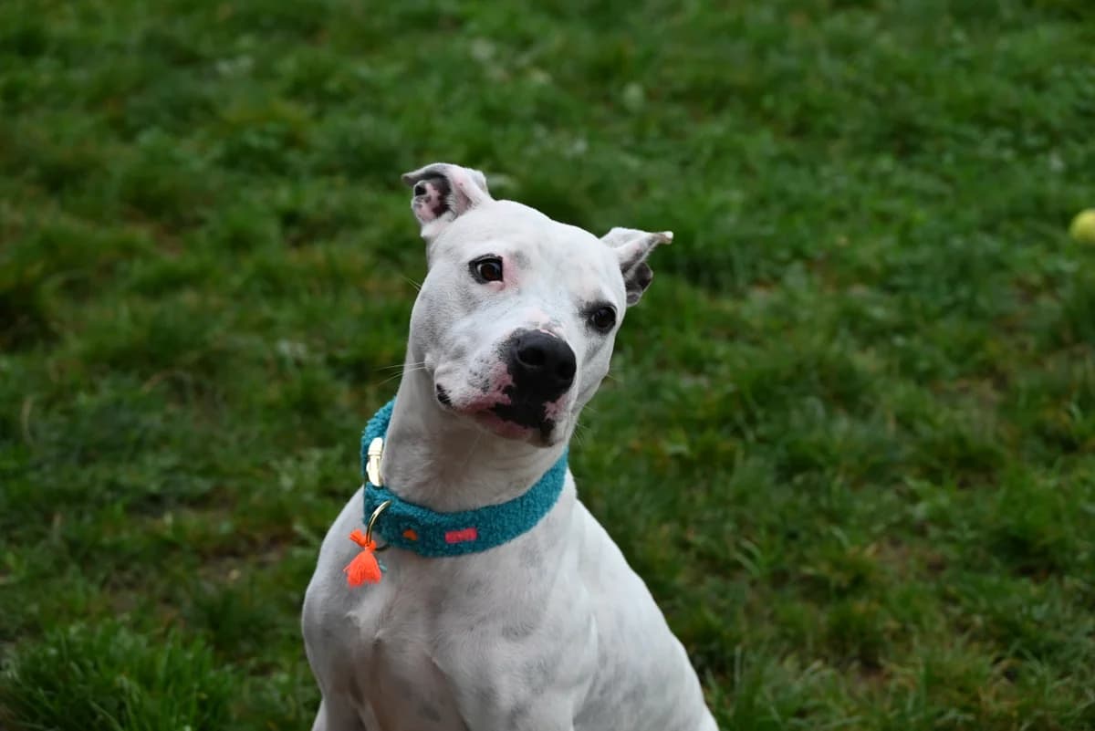 Lana, American Staffordshire Terrier (SRPA Veeweyde Brussels)