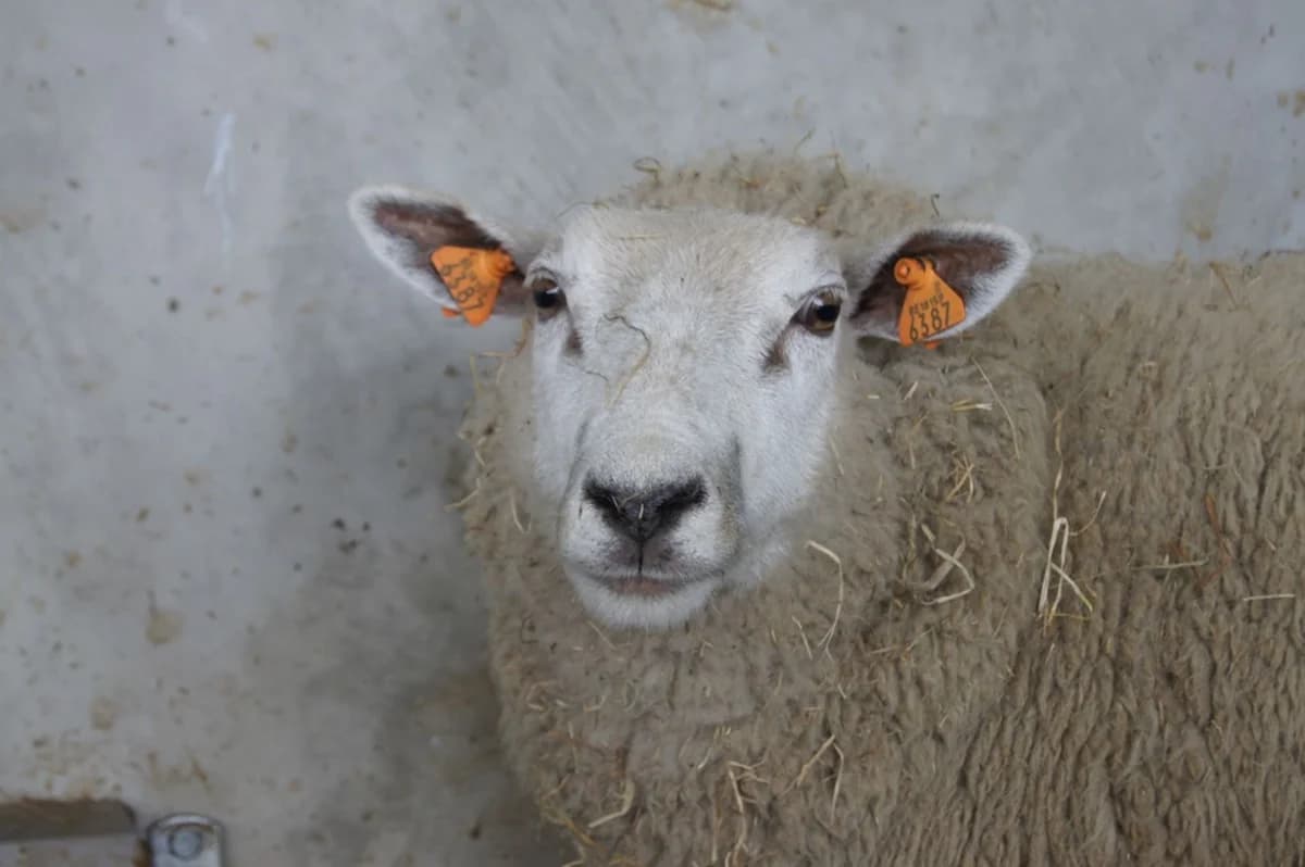 LAITUE, female senior mixed breed for adoption at Help Animals, Brussels