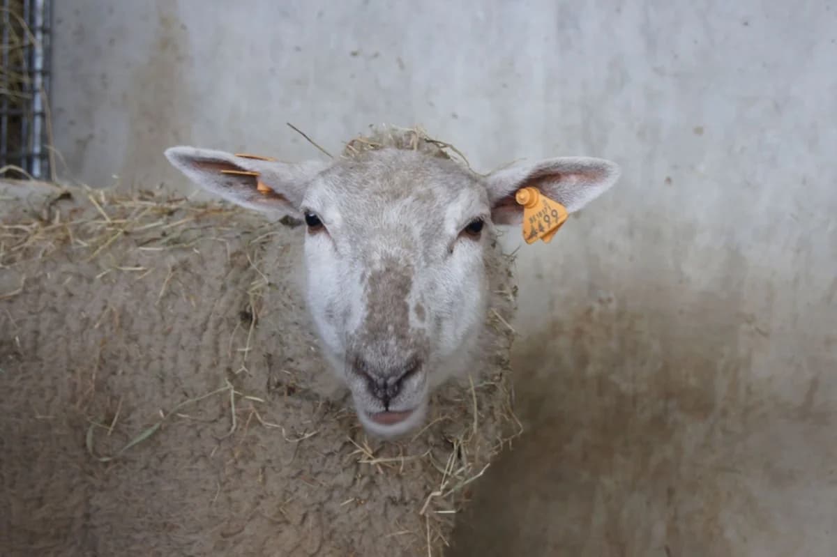 PARISS, female 7yo mixed breed for adoption at Help Animals, Brussels