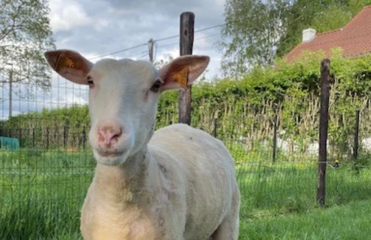 DARLING, female senior mixed breed for adoption at Help Animals, Brussels