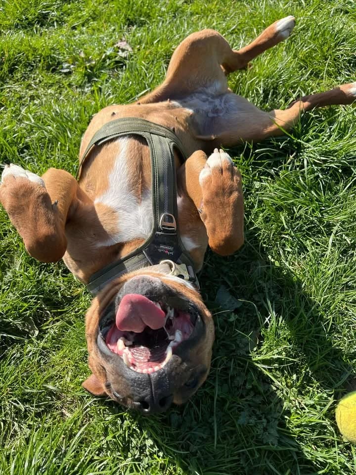 Kira, female 3yo American Staffordshire Terrier for adoption at SRPA Veeweyde Brussels, Brussels