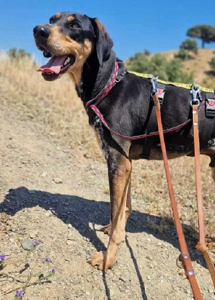 TAYSON 21653 photo 7