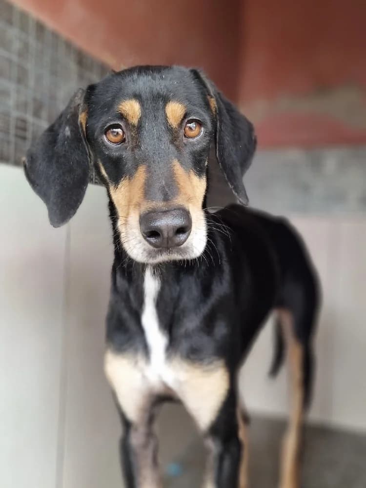 PROTOS 21654 photo 5