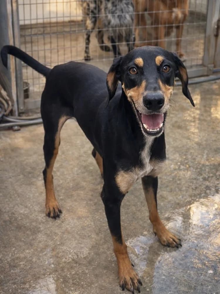 PROTOS 21654 photo 6