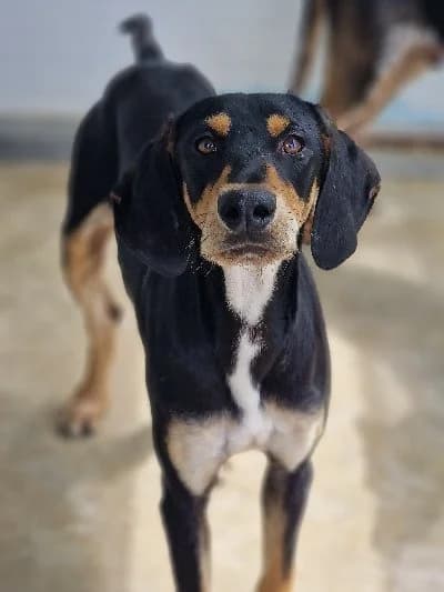 PROTOS 21654 photo 7