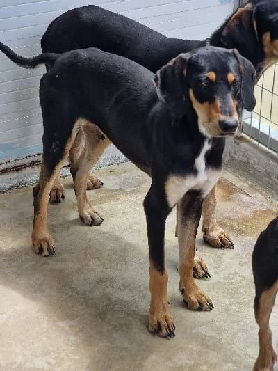 PROTOS 21654 photo 8