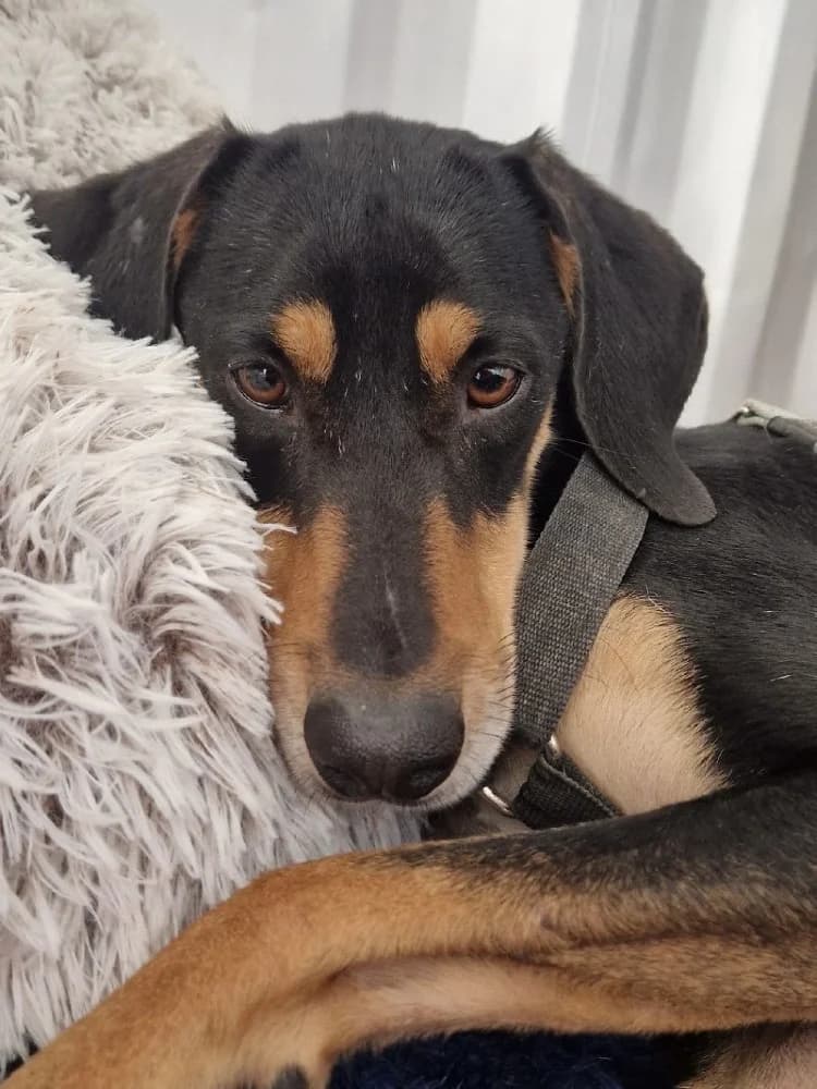 PROTOS 21654 photo 2