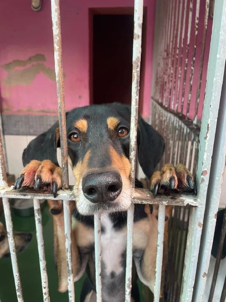 PROTOS 21654 photo 4