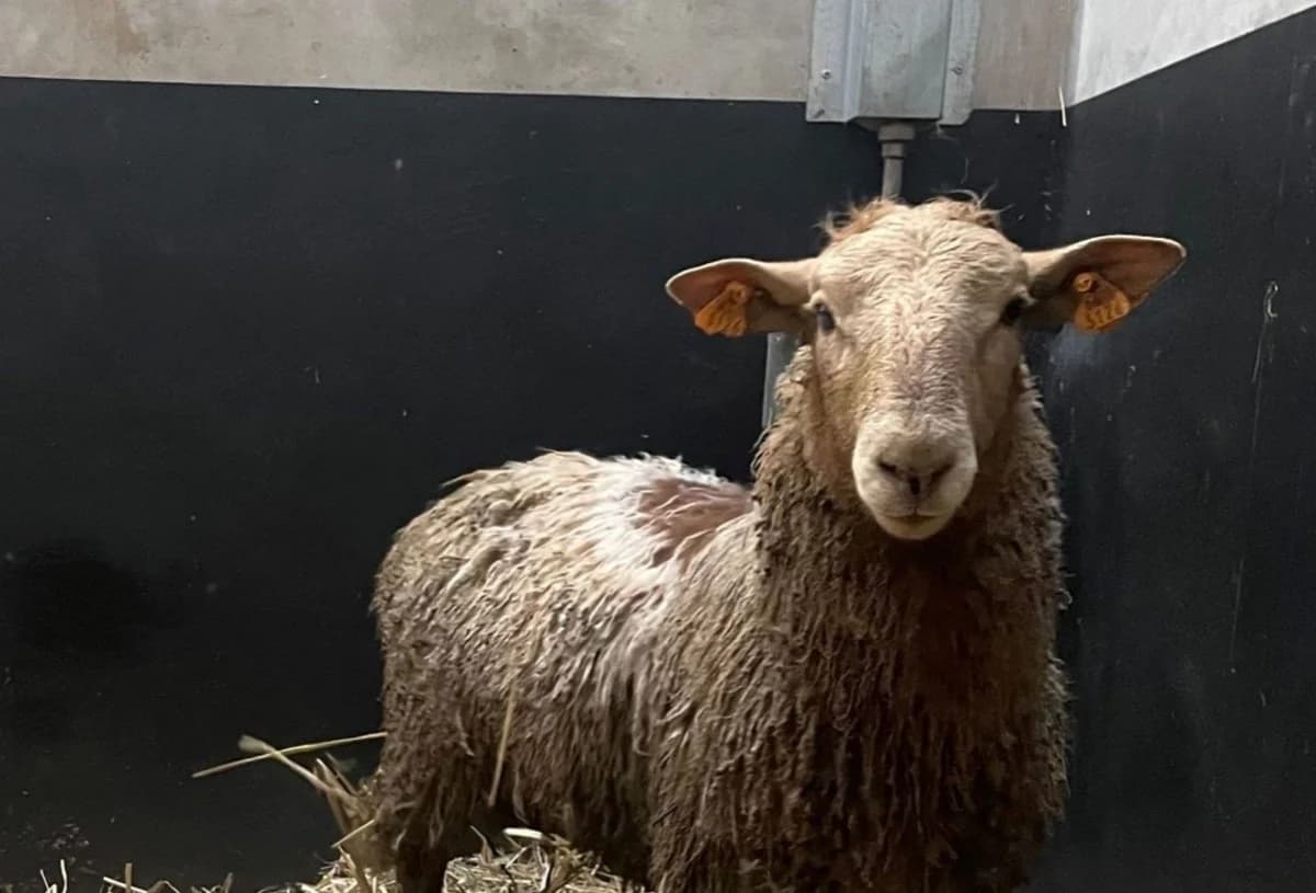 CACTUS, male 7yo mixed breed for adoption at Help Animals, Brussels