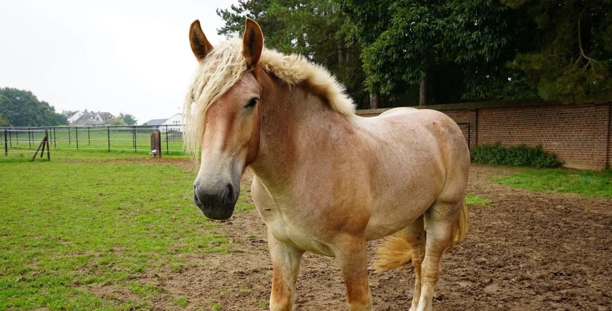 AMAROK, male 5yo mixed breed for adoption at Help Animals, Brussels