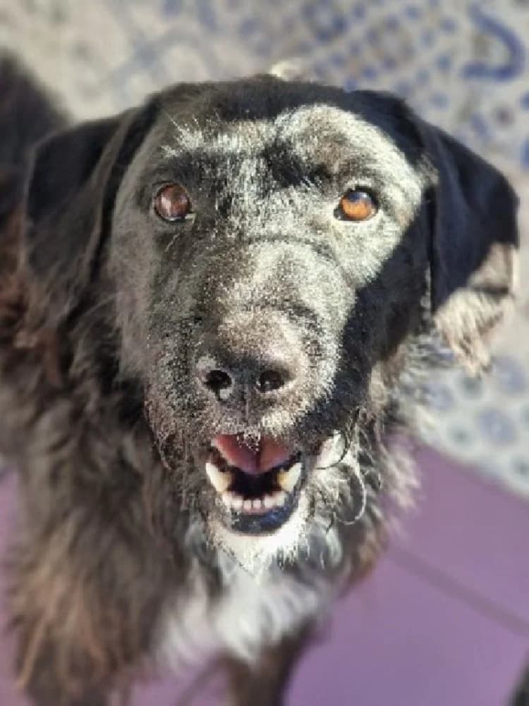 SUPERMAN 22194 photo 7