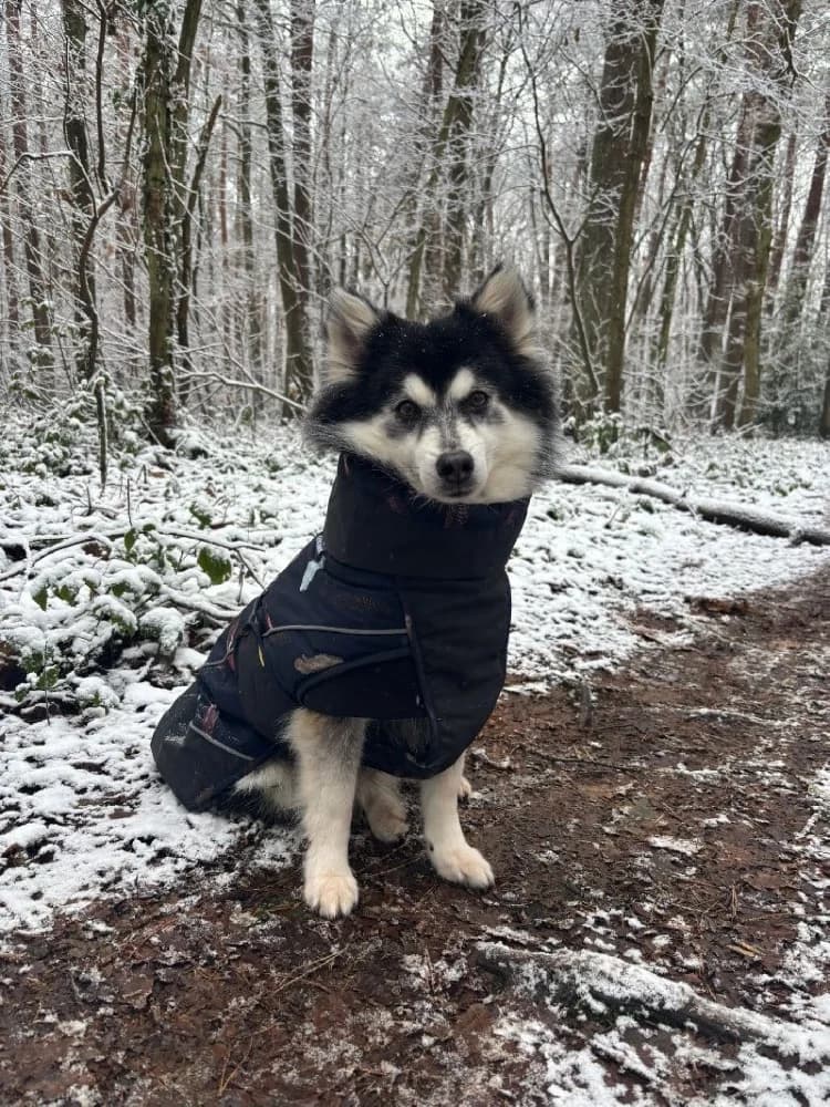 PERNOD 22583 photo 4