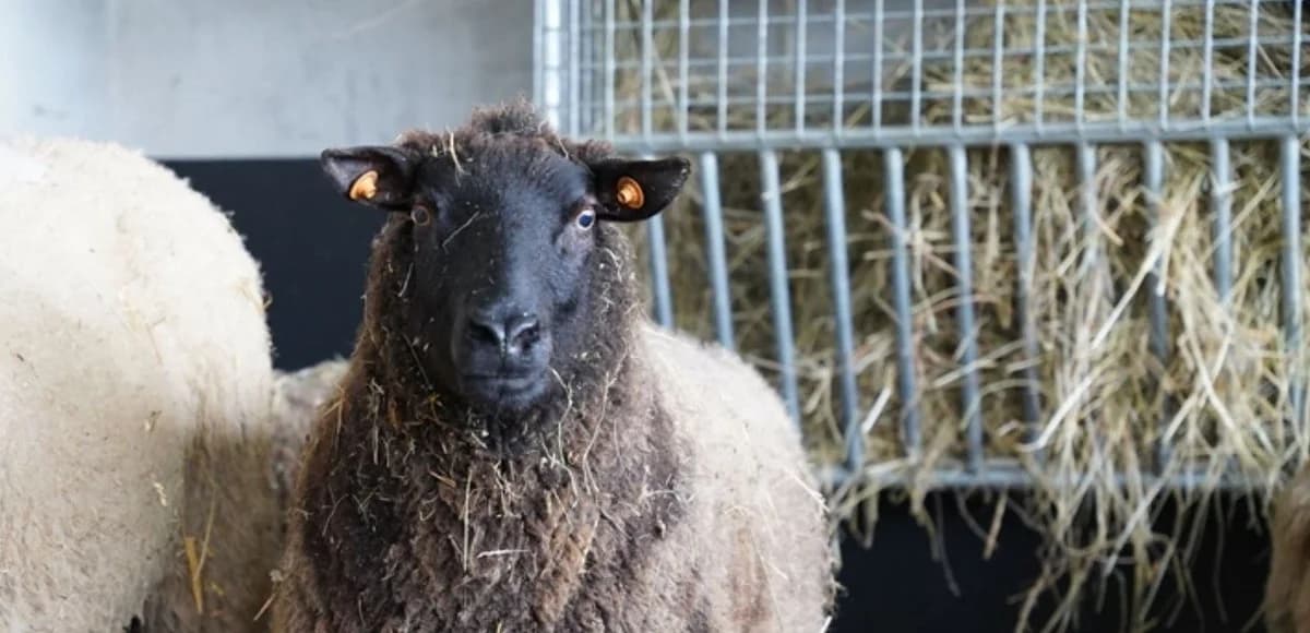 MIMINE, female senior mixed breed for adoption at Help Animals, Brussels