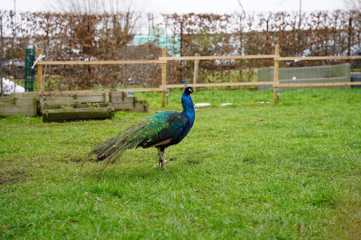 LEON, male 4yo mixed breed for adoption at Help Animals, Brussels