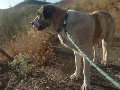 TARZAN 22894 photo 3