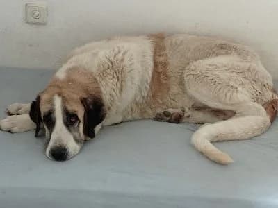 TARZAN 22894 photo 4