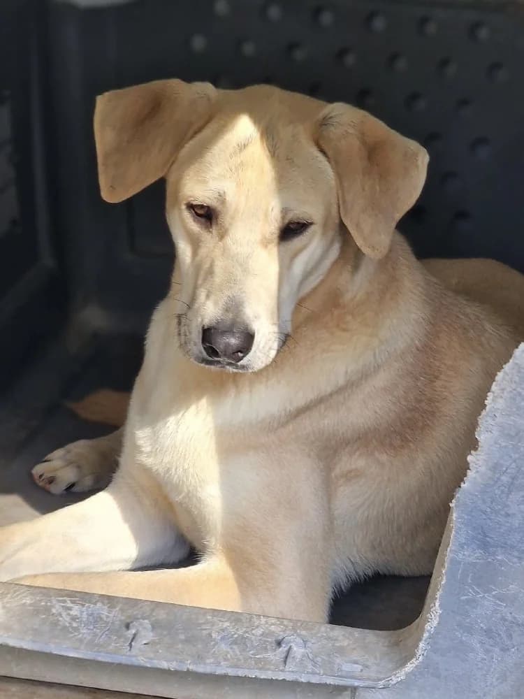 TOMASO 23021 photo 5