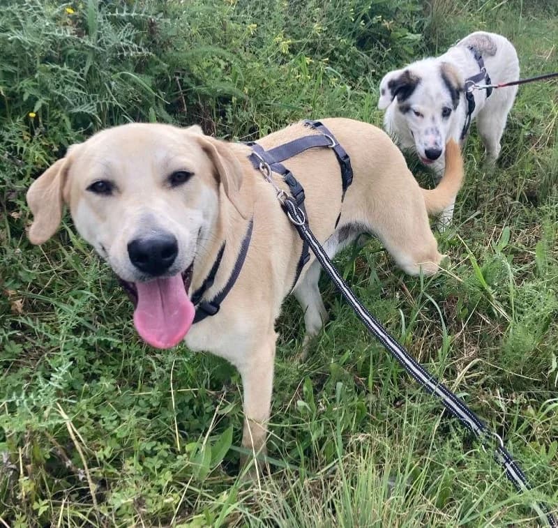 TOMASO 23021 photo 2