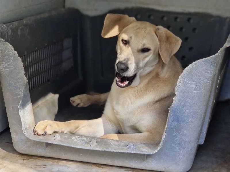 TOMASO 23021 photo 4