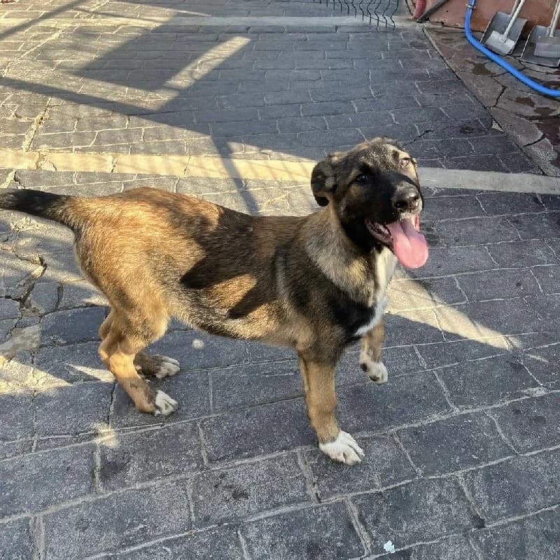 PEPITU 23257 photo 3