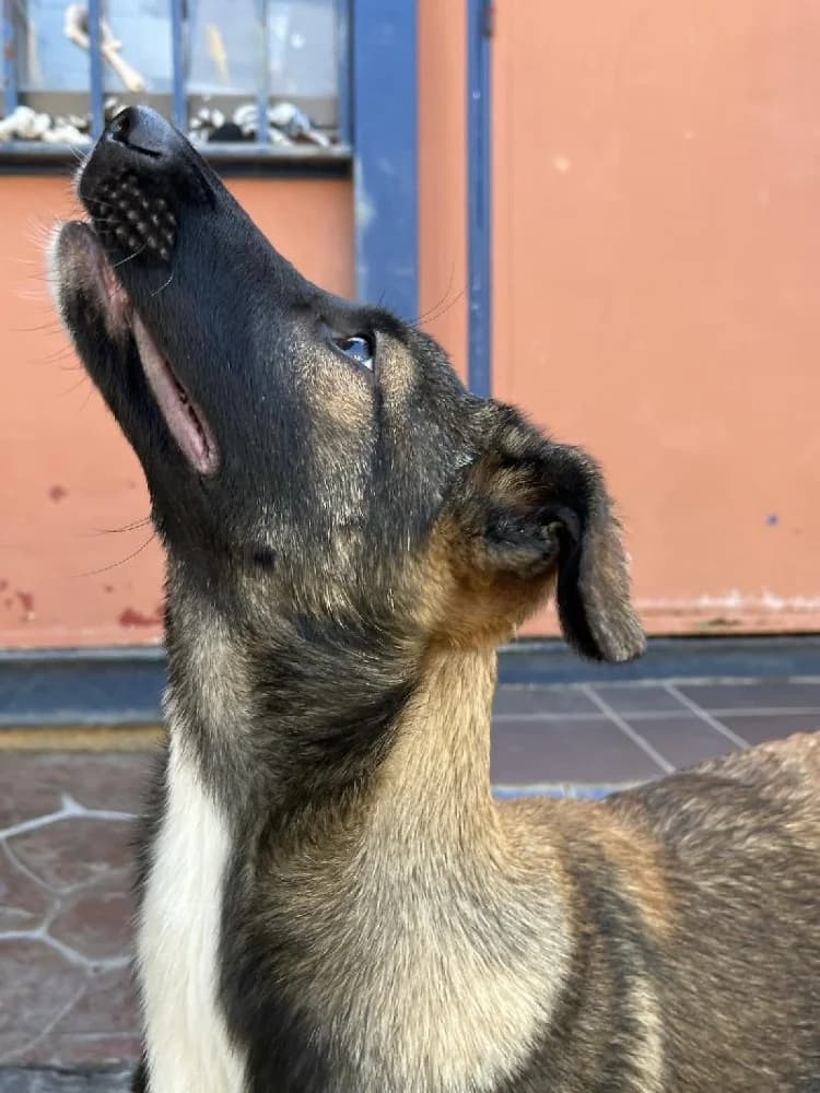 PEPITU 23257 photo 4