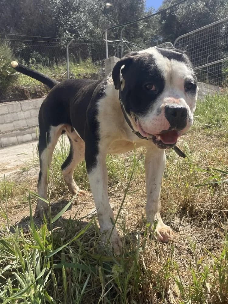 PIRATA 23723 photo 2