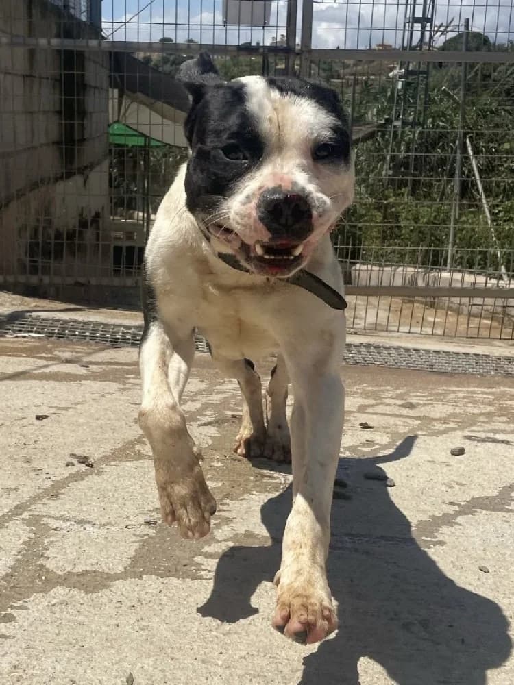 PIRATA 23723 photo 3